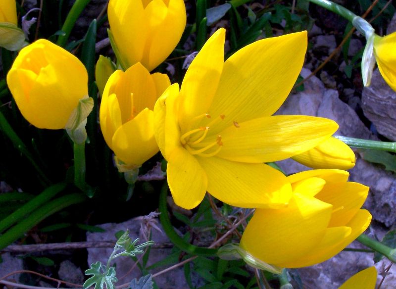 Sternbergia lutea / Zafferanastro giallo